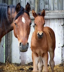 Horse and Foal